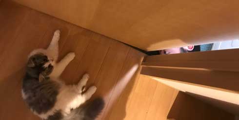 困らせたい 旦那 困る猫 顔 遊び 飼い主 目だけ