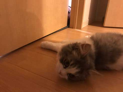 困らせたい 旦那 困る猫 顔 遊び 飼い主 目だけ