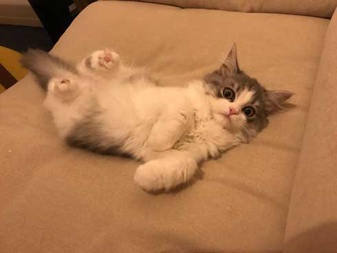 困らせたい 旦那 困る猫 顔 遊び 飼い主 目だけ