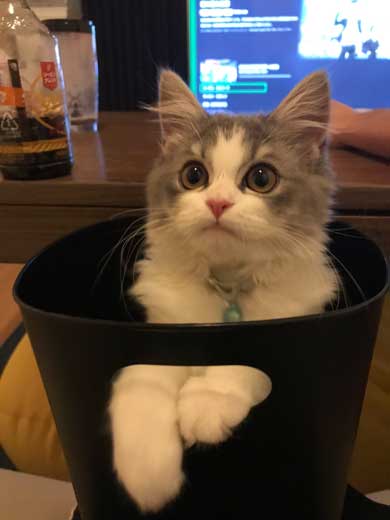 困らせたい 旦那 困る猫 顔 遊び 飼い主 目だけ