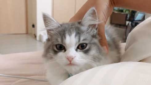 困らせたい 旦那 困る猫 顔 遊び 飼い主 目だけ