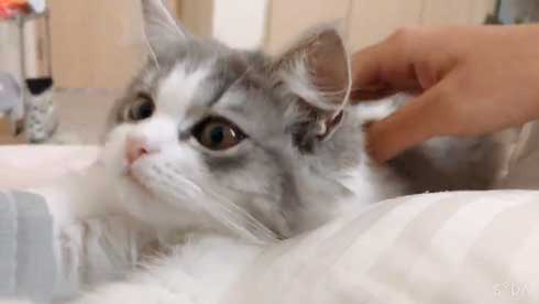 困らせたい 旦那 困る猫 顔 遊び 飼い主 目だけ