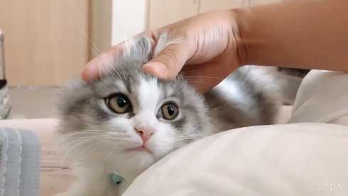 困らせたい 旦那 困る猫 顔 遊び 飼い主 目だけ