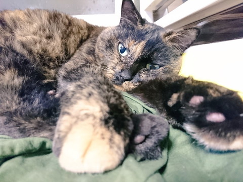 「仲氏とドーラ」