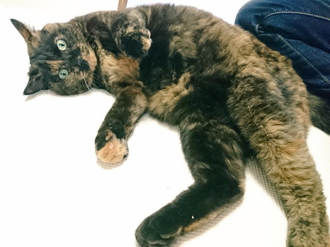 「仲氏とドーラ」