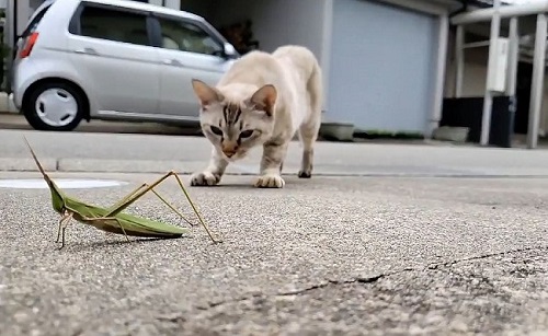 九死に一生を得たバッタさん