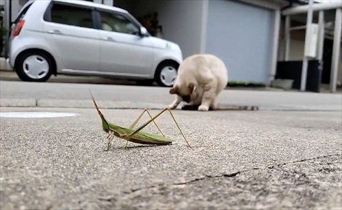 九死に一生を得たバッタさん