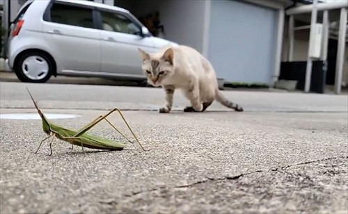 九死に一生を得たバッタさん