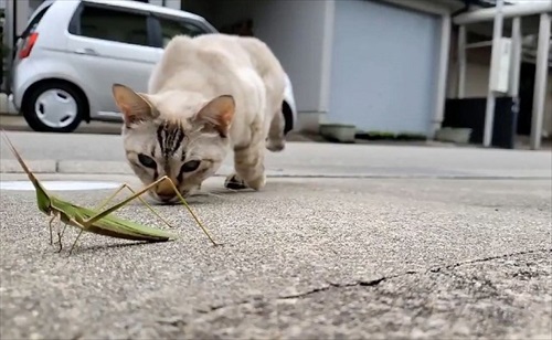 九死に一生を得たバッタさん