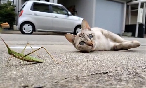 九死に一生を得たバッタさん