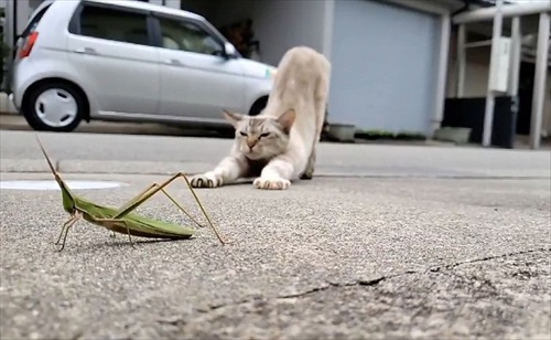 九死に一生を得たバッタさん