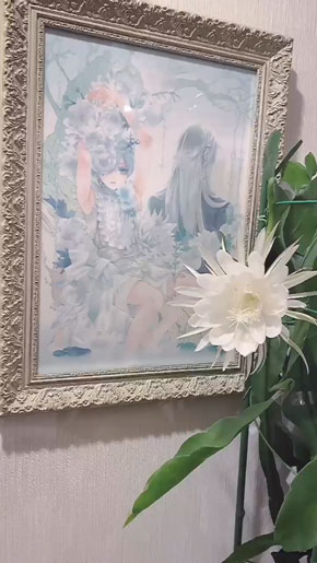 黒執事 ファン 触発 月下美人 咲かせる タイムラプス 真夜中のお茶会