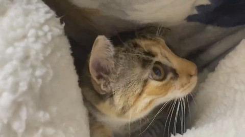 ひざ掛けにネコちゃん