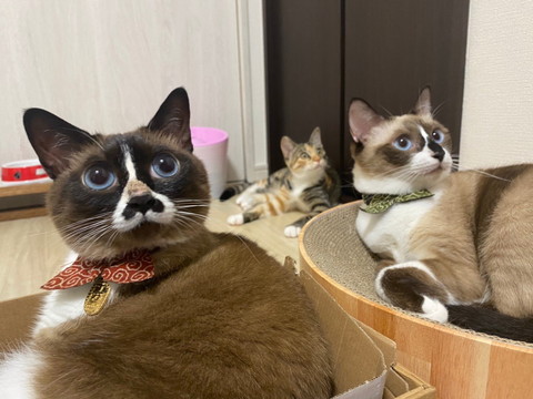 みたらしちゃんとろろちゃんぴーちゃん