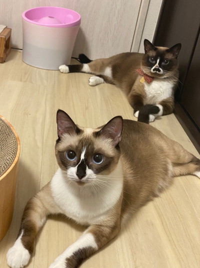 みたらしちゃんとろろちゃん