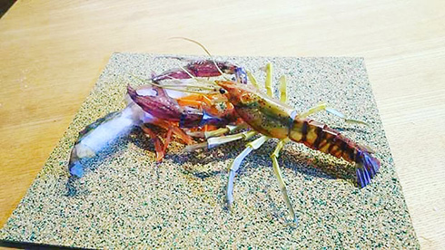 元気に動いていそうな紙の生き物　昆虫や水生生物の躍動感がすごい