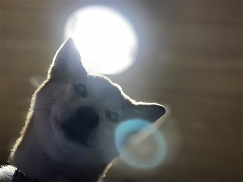 犬の喜びバイブレーション