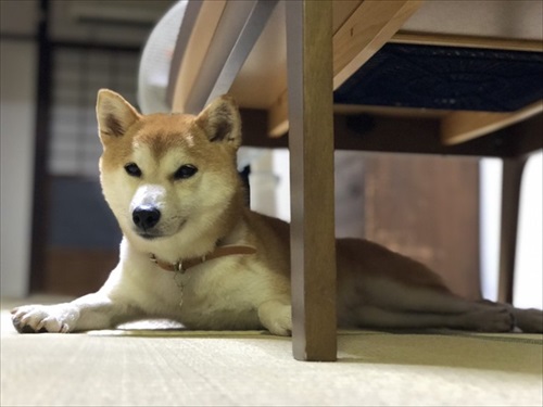犬の喜びバイブレーション