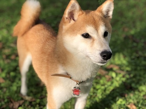 犬の喜びバイブレーション