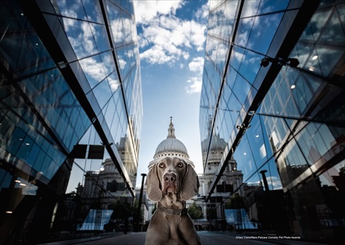 Comedy Pet Photography Awards