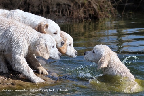 Comedy Pet Photography Awards