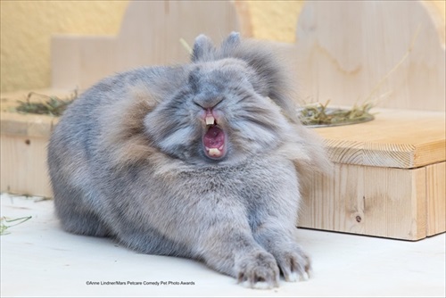 Comedy Pet Photography Awards