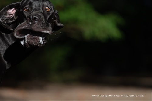 Comedy Pet Photography Awards