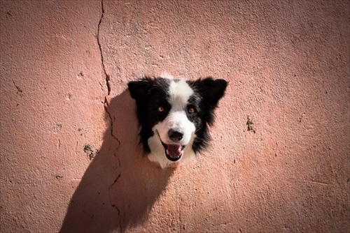 Comedy Pet Photography Awards
