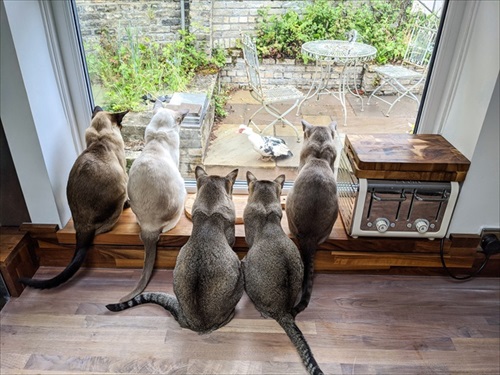 Comedy Pet Photography Awards