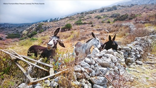 Comedy Pet Photography Awards