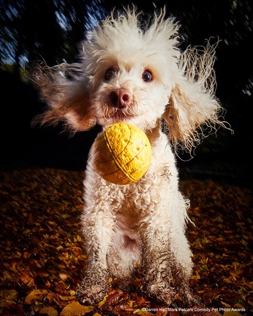 Comedy Pet Photography Awards