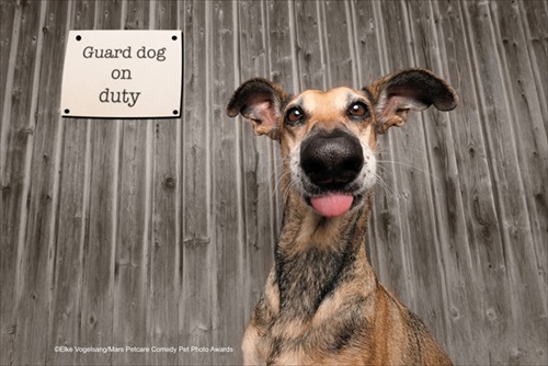 Comedy Pet Photography Awards