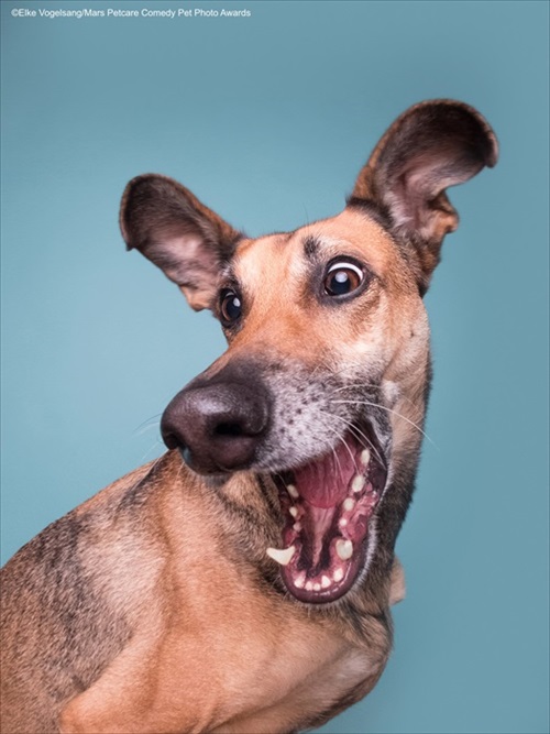 Comedy Pet Photography Awards