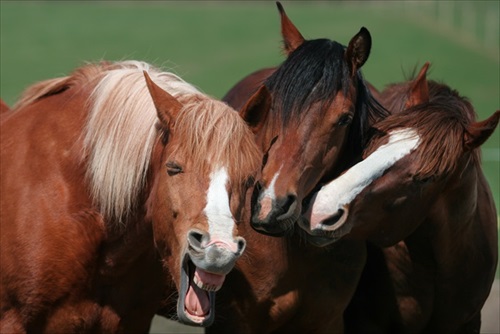 Comedy Pet Photography Awards