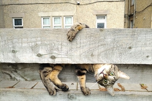 Comedy Pet Photography Awards