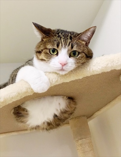 猫のすずめちゃん