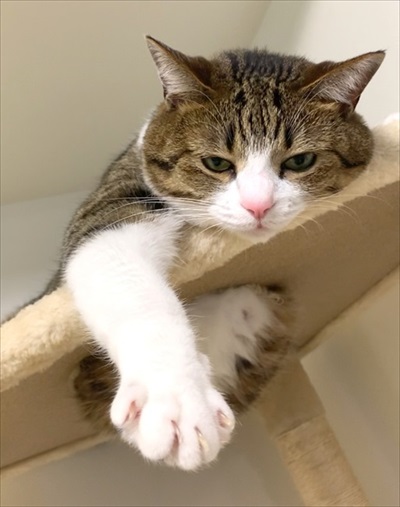 猫のすずめちゃん