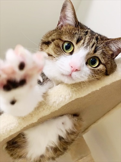 猫のすずめちゃん