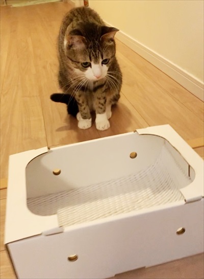 猫のすずめちゃん