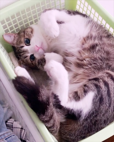 猫のすずめちゃん