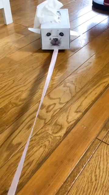 アザラシを飼いたい夢を“鼻セレブ”でかなえた女の子のアイデアがかわいい　「天才か」「癒やされる」