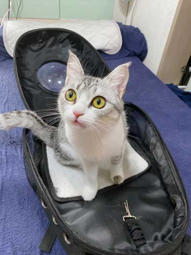 病院 猫