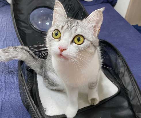 リュック わくわく 顔 猫 病院 もちもちタイプ