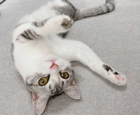 リュック わくわく 顔 猫 病院 もちもちタイプ