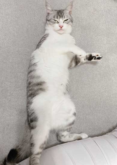 リュック わくわく 顔 猫 病院 もちもちタイプ