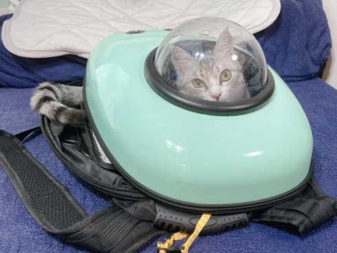 リュック わくわく 顔 猫 病院 もちもちタイプ