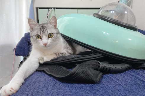 リュック わくわく 顔 猫 病院 もちもちタイプ
