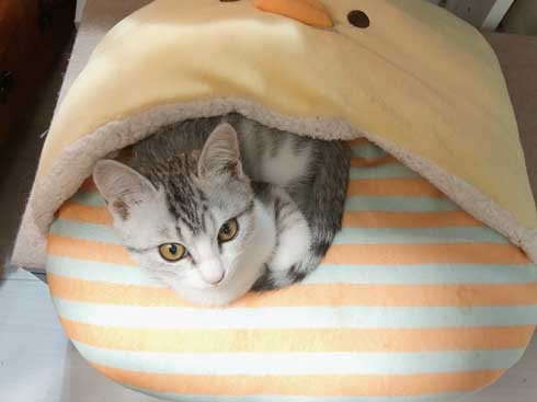 リュック わくわく 顔 猫 病院 もちもちタイプ