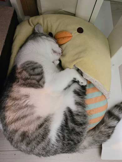 リュック わくわく 顔 猫 病院 もちもちタイプ