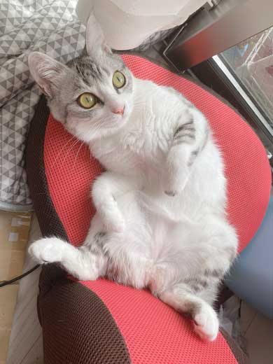 リュック わくわく 顔 猫 病院 もちもちタイプ